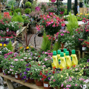 bedding plants bedding plants