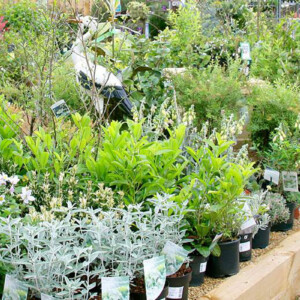 garden plants on display garden plants on display