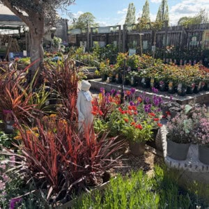 Blue Diamond Garden Centre at Springfields
