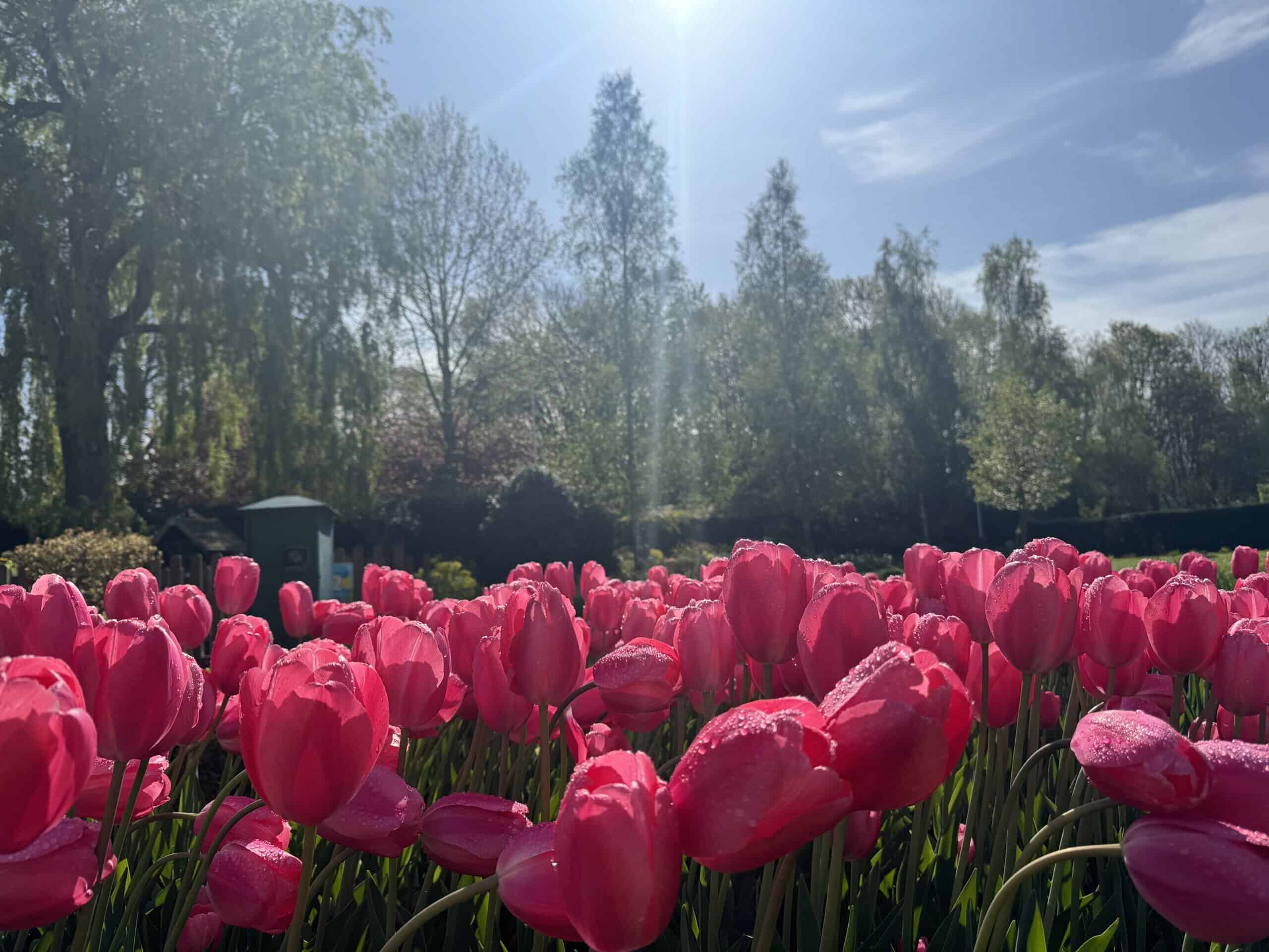 Springfields Tulips Springfields Tulips